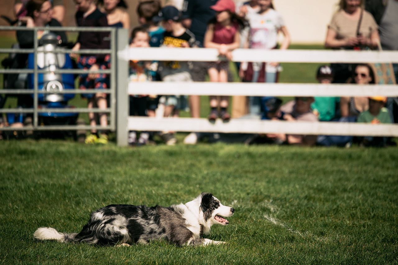 The Dog and Duck Show at LincsFest at the Lincolnshire Showground, 15 August 2021